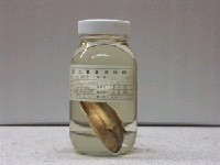 藏品(綠錦魚)的圖片